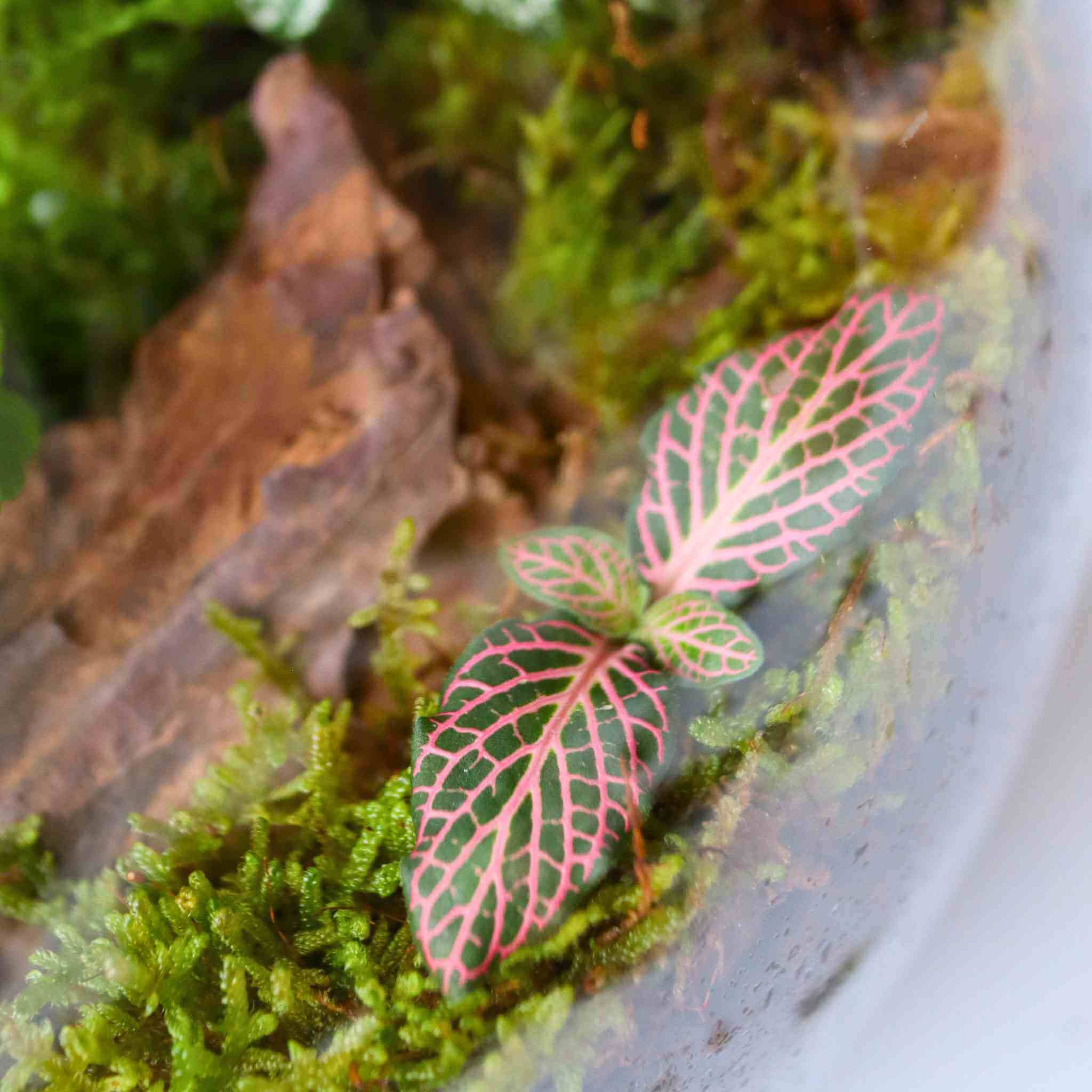 sheet moss (hypnum moss)