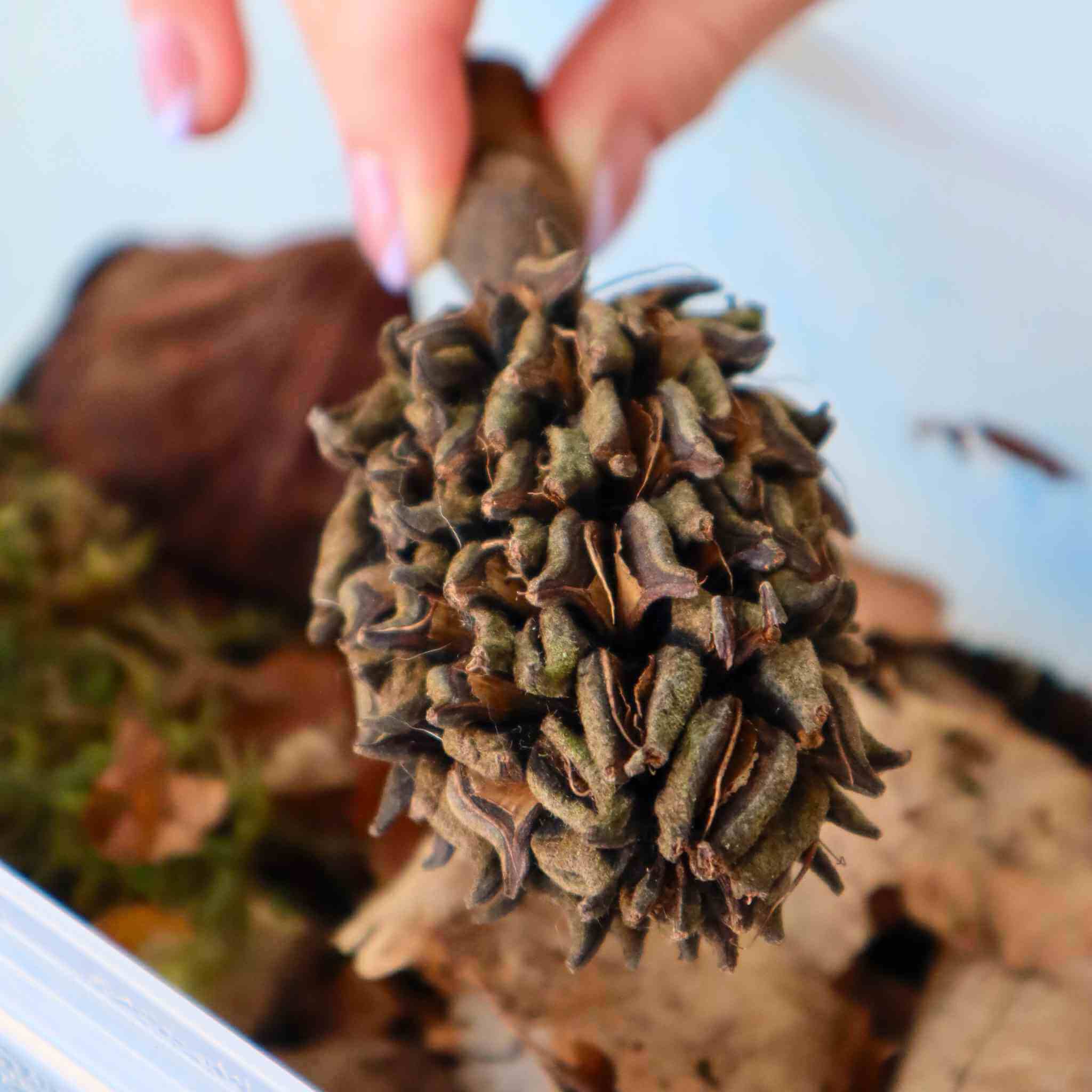 magnolia seed pod